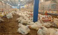 Hurma Yaprağı Altlık Broiler Üretiminde Yeni Avantajlar Sunuyor